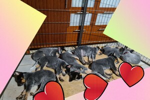 Weltrusten "laatste nacht thuis"