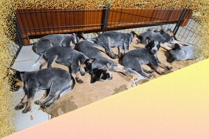 Weltrusten "laatste nacht thuis"