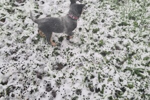 (12 februari) Chinees Nieuwjaar 2021