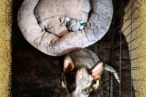 Yada slaapt in puppy ren, apart van mijn zusje Vida