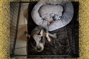 Yada slaapt in puppy ren, apart van mijn zusje Vida