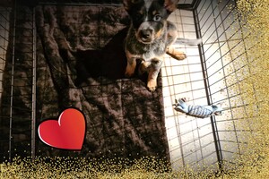 Vida slaapt in puppy ren, apart van mijn zus Yada