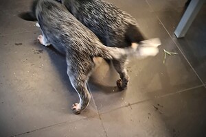 Australian cattle dogs