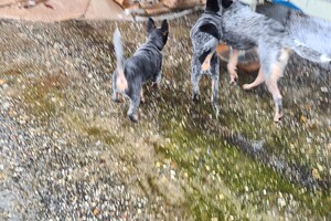 Australian cattle dogs