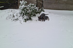 Australian cattle dogs