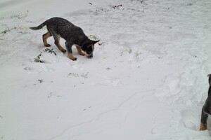 (12 februari) Chinees Nieuwjaar 2021