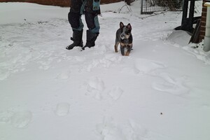 (12 februari) Chinees Nieuwjaar 2021