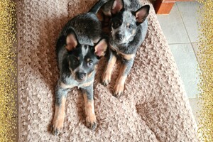Australian cattle dogs
