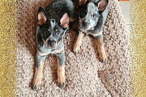 Australian cattle dogs