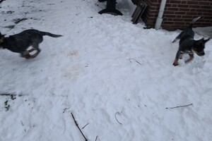 (12 februari) Chinees Nieuwjaar 2021