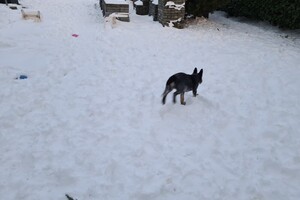 (12 februari) Chinees Nieuwjaar 2021