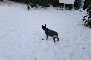 (12 februari) Chinees Nieuwjaar 2021