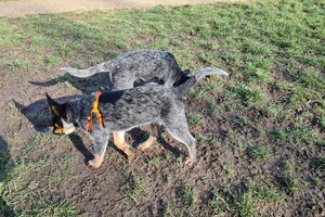 Wandelen zonder trekken