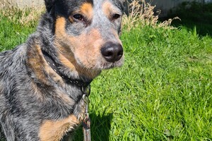 Dakota: Middag fietsen 