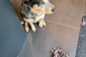 Dakota: ik speel met touw