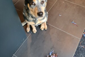 Dakota: ik speel met touw