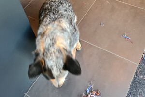 Dakota: ik speel met touw