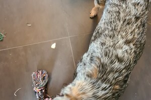 Dakota: ik speel met touw