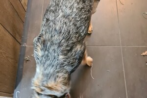 Dakota: ik speel met touw