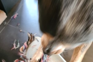 Dakota: ik speel met touw