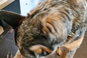 Dakota: ik speel met touw