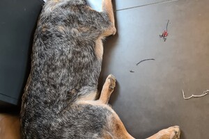 Dakota: ik speel met touw