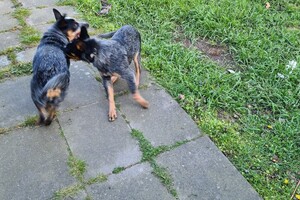 Met z'n allen: touw spelen