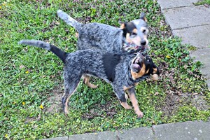 Australian cattle dogs