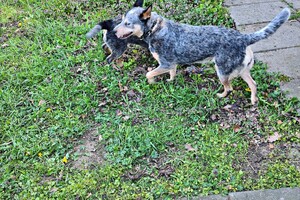 Australian cattle dogs