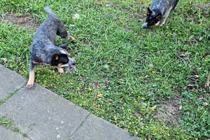 Met z'n allen: touw spelen