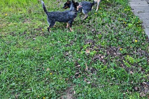 Met z'n allen: touw spelen