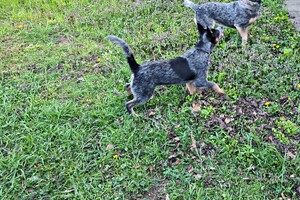 Australian cattle dogs