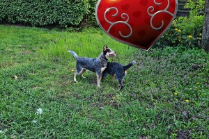 Australian cattle dogs