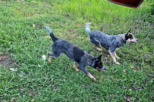 Australian cattle dogs