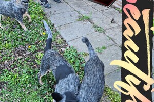 Met z'n allen: touw spelen