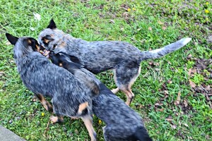 Met z'n allen: touw spelen