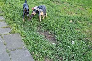 Australian cattle dogs