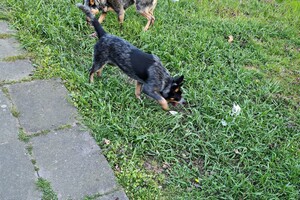 Australian cattle dogs