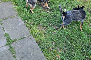 Met z'n allen: touw spelen