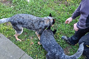 Met z'n allen: touw spelen