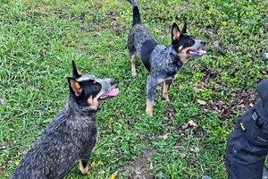Australian cattle dogs