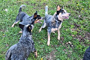 Met z'n allen: touw spelen