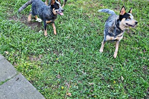 Australian cattle dogs
