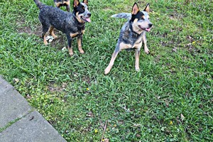 Australian cattle dogs
