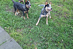 Met z'n allen: touw spelen