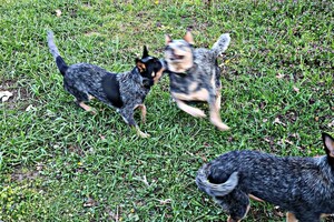 Met z'n allen: touw spelen