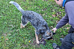 Australian cattle dogs