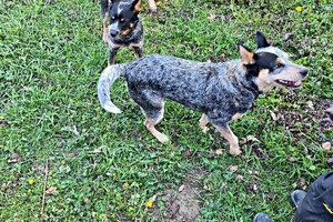 Met z'n allen: touw spelen