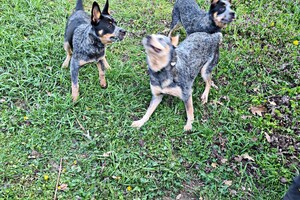 Met z'n allen: touw spelen