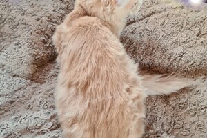 Hayco (kater): het begin 12 mei 2021